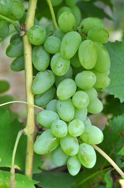 Grapes ripen on the branch of the bush — Stock Photo, Image