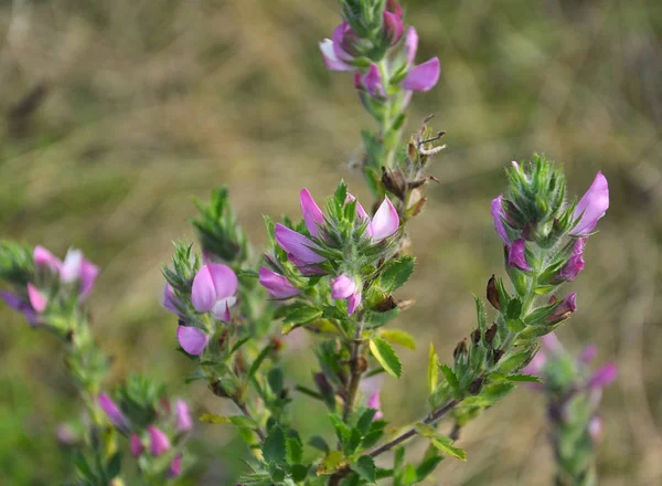 In nature, Ononis arvensis blooms in the meadow — Stock Photo, Image