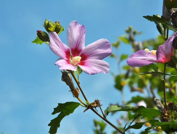 Krzew Hibiskusa kwitnie w naturze — Zdjęcie stockowe
