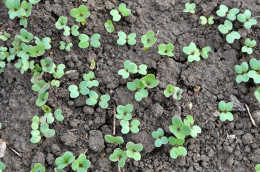 Organik yeşil gübre için yetişen hardal filizleri.