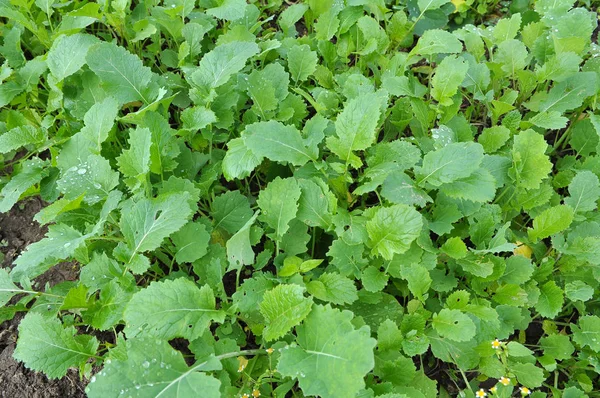 Mustard sprouts grown for organic green fertilizer — Stock Photo, Image