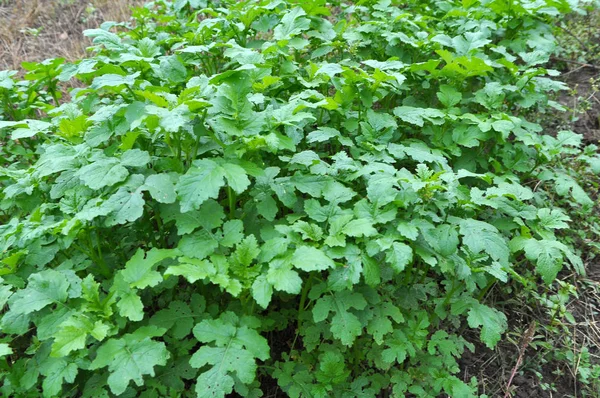 Φύτρα μουστάρδας που καλλιεργούνται για βιολογικό πράσινο λίπασμα — Φωτογραφία Αρχείου