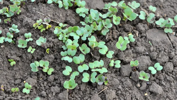 Mosterdspruiten geteeld voor biologische groene meststoffen — Stockfoto