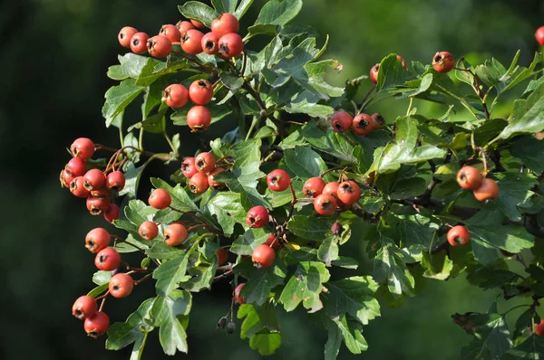 Ripened hawthorn berries — Stock Photo, Image