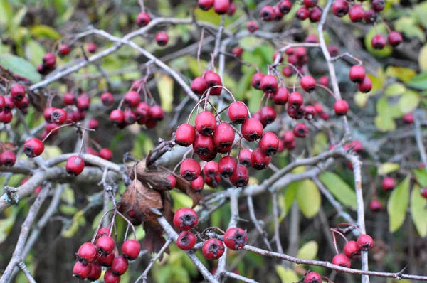 Reife Weißdornbeeren — Stockfoto