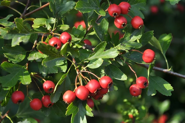 Bacche di biancospino maturate — Foto Stock