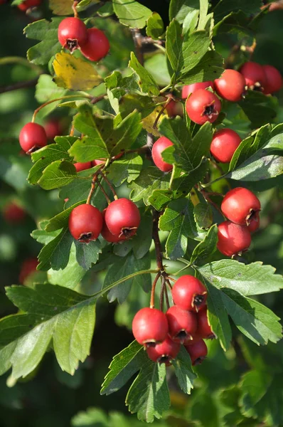 Reife Weißdornbeeren — Stockfoto