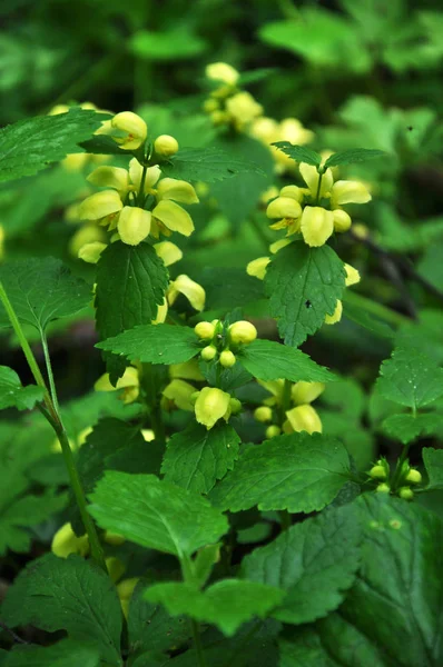 La ortiga sorda amarilla (Lamium galeobdolon) florece en la naturaleza — Foto de Stock