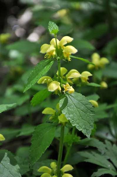 La ortiga sorda amarilla (Lamium galeobdolon) florece en la naturaleza — Foto de Stock