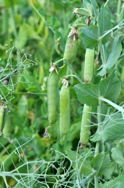 Peas ripen on a green bush — Stock Photo, Image