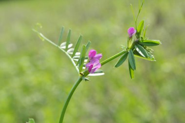 Siyah bezelye (Vicia sativa subsp. Nigra) m 'de çiçek açar