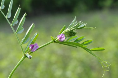 Siyah bezelye (Vicia sativa subsp. Nigra) m 'de çiçek açar