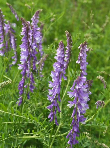 В дикой природе цветет Vicia tenuifolia — стоковое фото