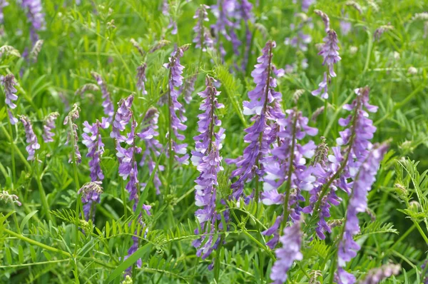 In the wild, Vicia tenuifolia blooms — 스톡 사진