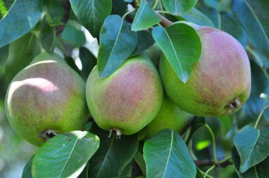 Ağaç dalında olgunlaşan armutlar.