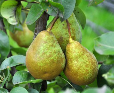 Ağaç dalında olgunlaşan armutlar.