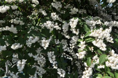 Deutzia doğada çiçek açar.