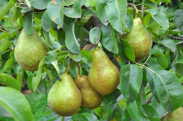 Pêras amadurecem no galho da árvore . — Fotografia de Stock