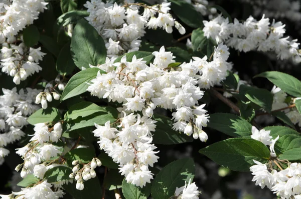 Deutzia doğada çiçek açar. — Stok fotoğraf