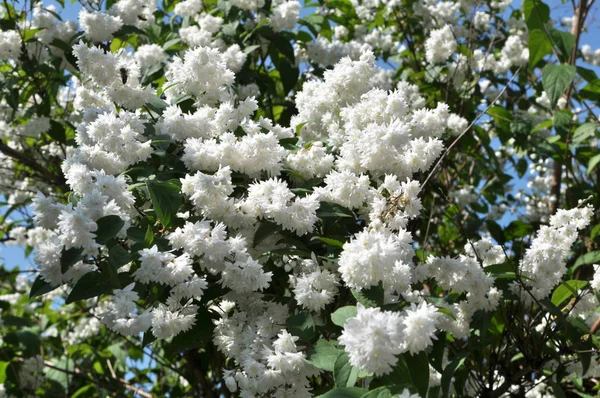 Deutzia ανθίζει στη φύση — Φωτογραφία Αρχείου