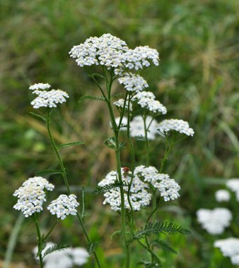 Yarrow (Achillea) çimenlerde doğal olarak çiçek açar.