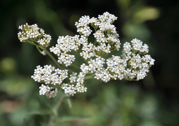 Yarrow (Achillea) floresce naturalmente na grama — Fotografia de Stock