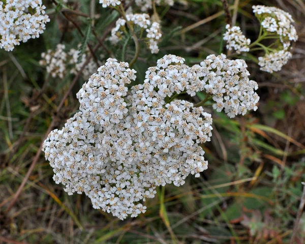 Yarrow (Αχιλλέα) ανθίζει φυσικά στο γρασίδι — Φωτογραφία Αρχείου