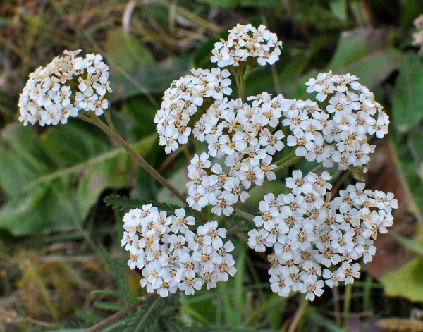 L'achillea fiorisce naturalmente nell'erba — Foto Stock