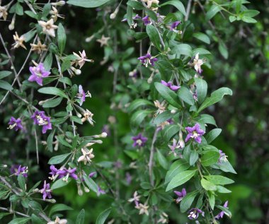 Çiçekli Likya barbarum