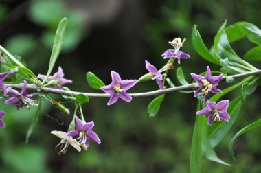 Çiçekli Likya barbarum