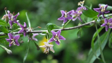 Çiçekli Likya barbarum