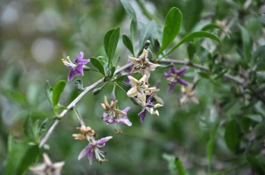 Çiçekli Likya barbarum
