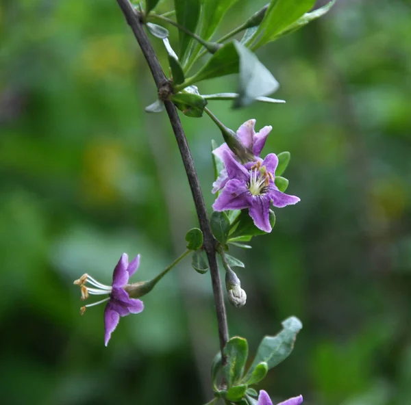 Kukinta Lycium barbarum — kuvapankkivalokuva