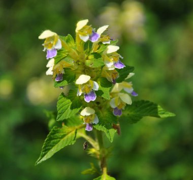 Bitkilerin arasında yaz mevsimi Isırgan otu filizleri Galeopsis speciosa