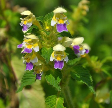 Bitkilerin arasında yaz mevsimi Isırgan otu filizleri Galeopsis speciosa