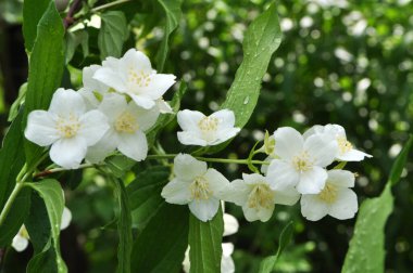 Bahçede Yasemin çiçek