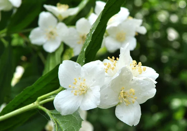 Jasmin fleurit dans le jardin — Photo