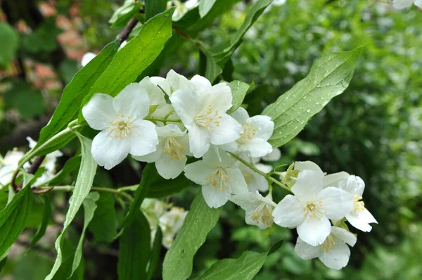 Bahçede Yasemin çiçek — Stok fotoğraf