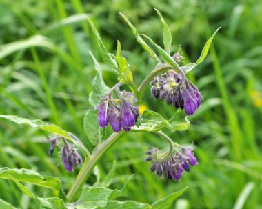 Çayırda, comfrey (Symphytum officinale) çiçek açıyor