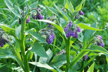 Çayırda, comfrey (Symphytum officinale) çiçek açıyor