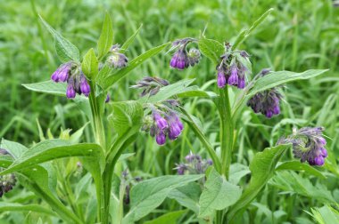 Çayırda, comfrey (Symphytum officinale) çiçek açıyor