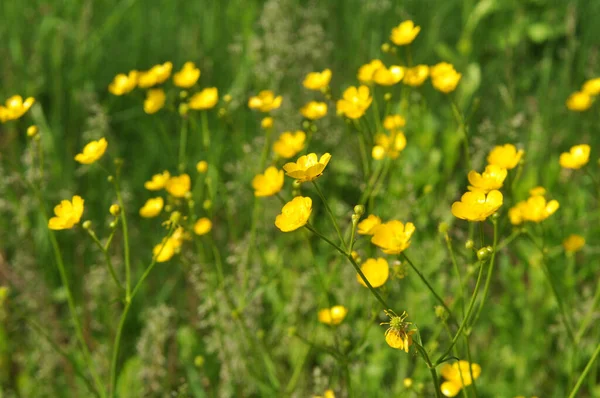 Le renoncule (Ranunculus) fleurit dans la nature — Photo