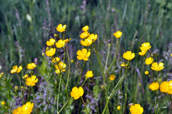 Boglárka (Ranunculus) virágzik a természetben — Stock Fotó