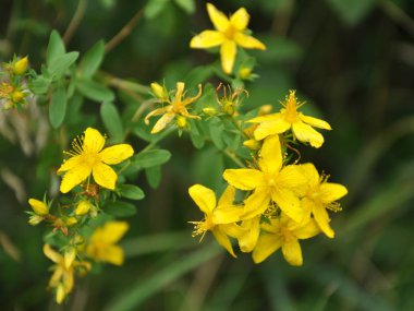 Yabani çiçek Hypericum perforatum olarak 
