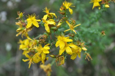 Yabani çiçek Hypericum perforatum olarak 