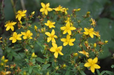 Yabani çiçek Hypericum perforatum olarak 