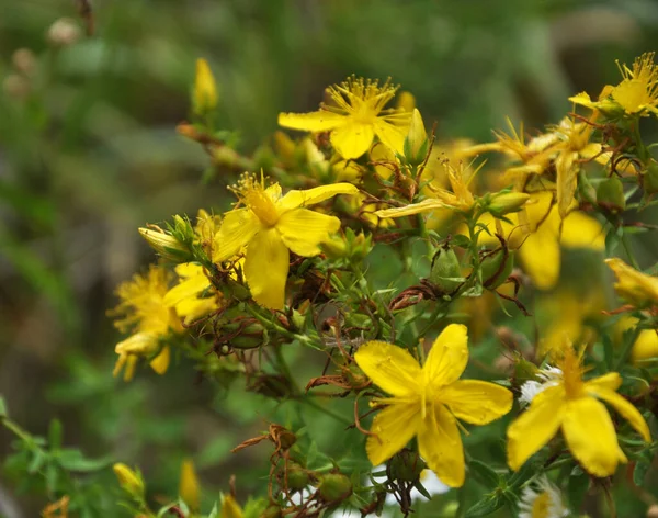 A vadon élő virágzás Hypericum perforatum — Stock Fotó