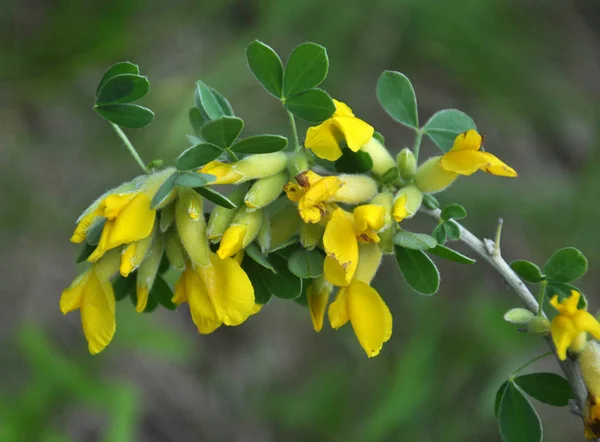 In spring, cytisus (Chamaecytisus ruthenicus) blooms in nature — 스톡 사진