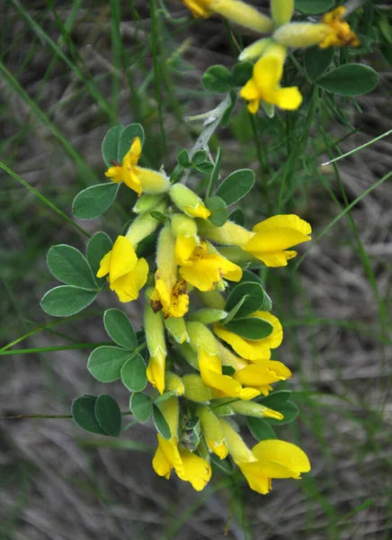 In spring, cytisus (Chamaecytisus ruthenicus) blooms in nature — 스톡 사진
