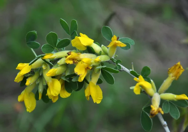 In spring, cytisus (Chamaecytisus ruthenicus) blooms in nature — 스톡 사진